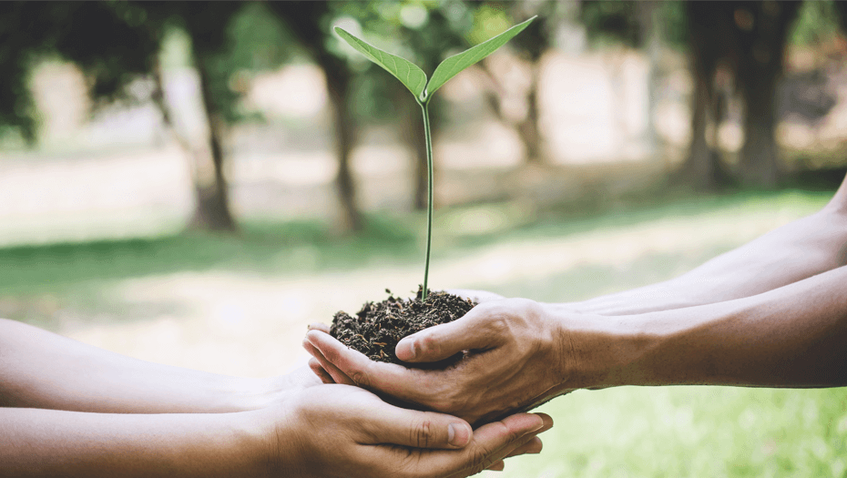 Mains avec une plante en croissance